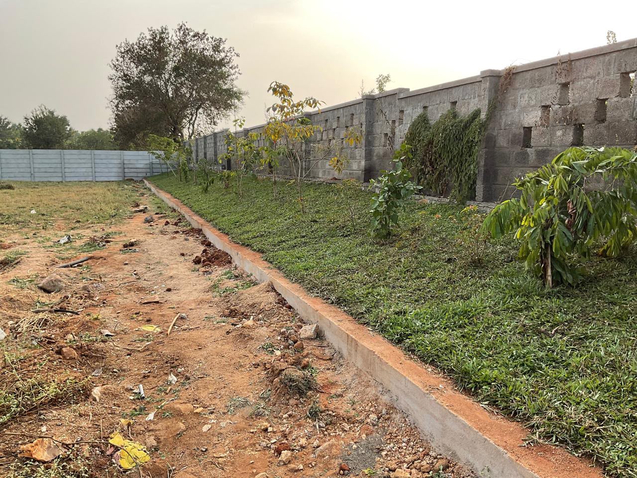 Boundary Planting