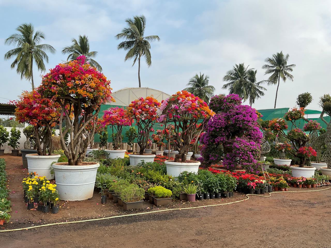 Flowering Plants & Bougainvillea